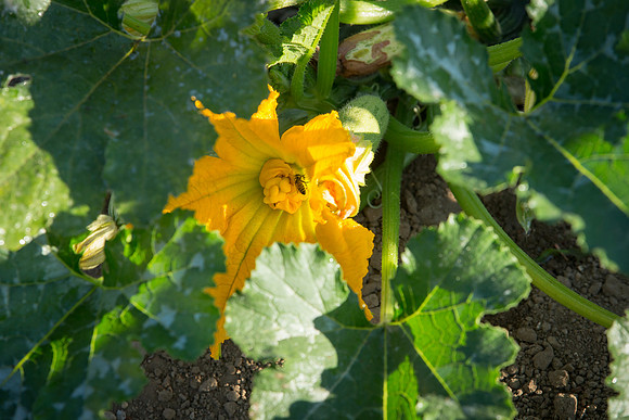 HomeGarden_FieldTrials_Camarillo_CA_0051