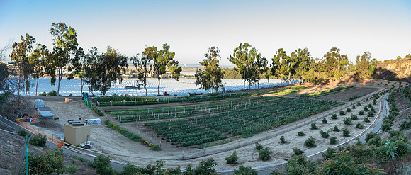 HomeGarden_FieldTrials_Camarillo_CA_0017-Pano