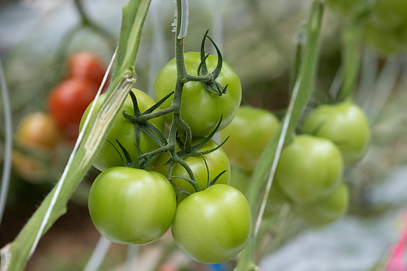Tomatoes_Bountice_3