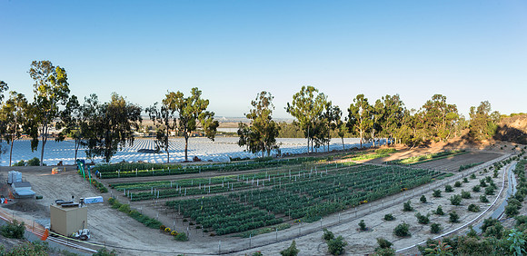 HomeGarden_FieldTrials_Camarillo_CA_0027-Pano