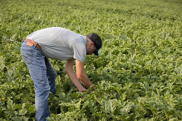 Semenis2021_FreyFarms_75