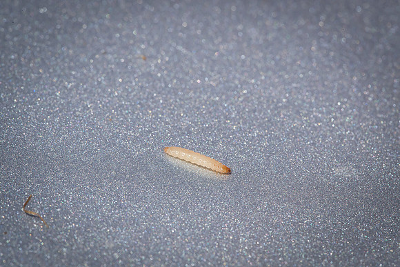 MON_Traits2018_CornEarworm_0396