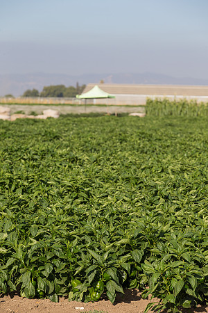 SweetPeppers_FieldDays_Woodland_CA_0025