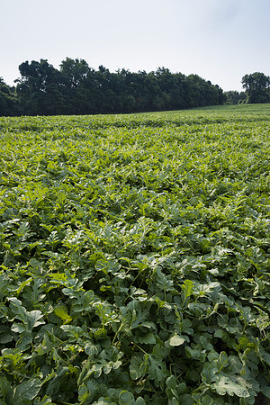 Semenis2021_FreyFarms_6
