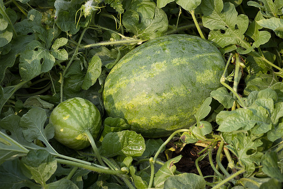 Semenis2021_FreyFarms_98