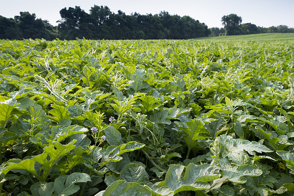 Semenis2021_FreyFarms_13