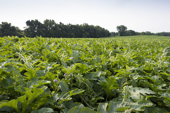Semenis2021_FreyFarms_15