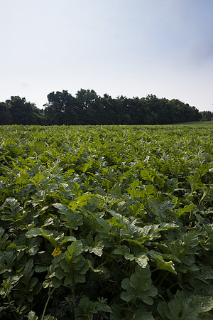 Semenis2021_FreyFarms_8