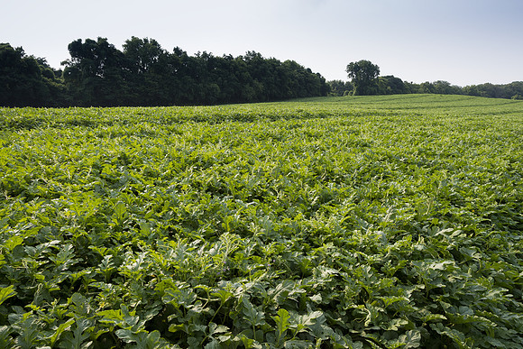 Semenis2021_FreyFarms_3