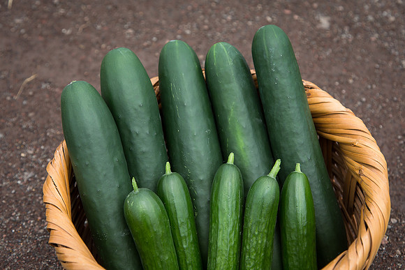 Cucumber_Jawell-SV2516CP_0006