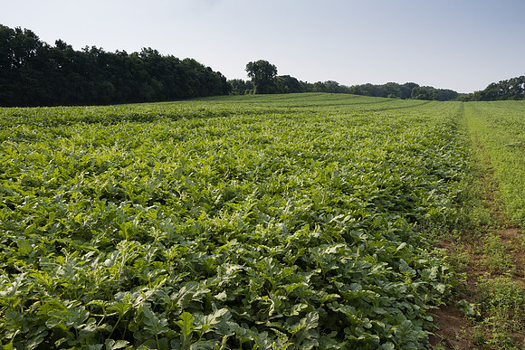 Semenis2021_FreyFarms_1