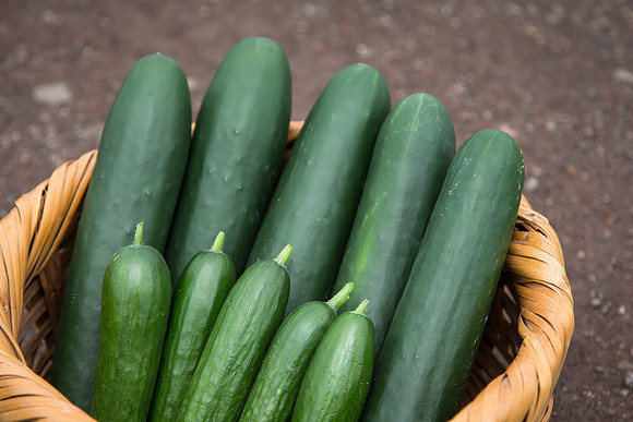 Cucumber_Jawell-SV2516CP_0014
