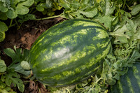Semenis_7826_12