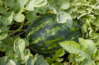 Semenis_7826_19