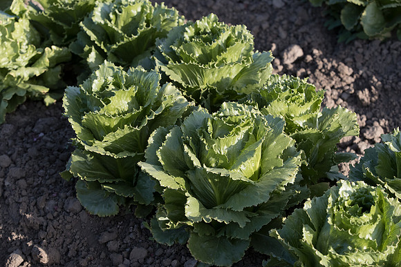Lettuce_SV1869LG_CA_0213