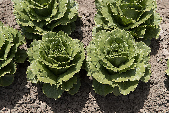 Lettuce_SV1869LG_CA_0223