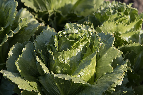 Lettuce_SV1869LG_CA_0211