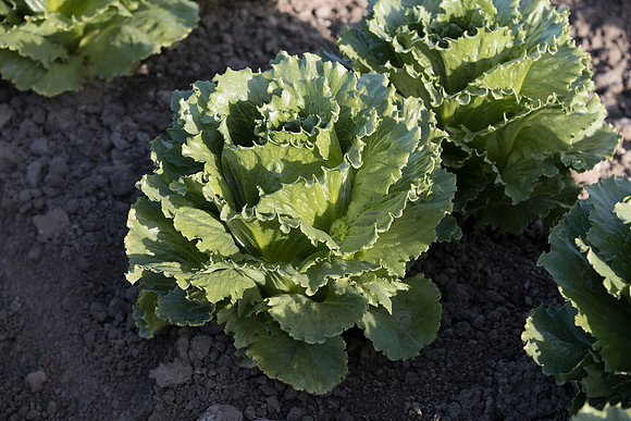 Lettuce_SV1869LG_CA_0200