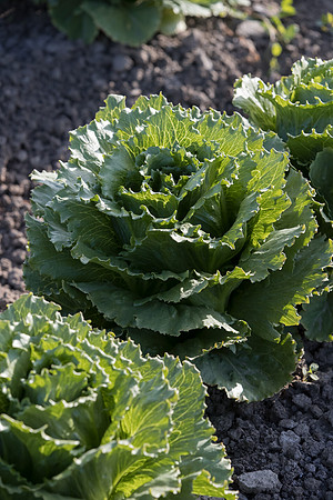 Lettuce_SV1869LG_CA_0216
