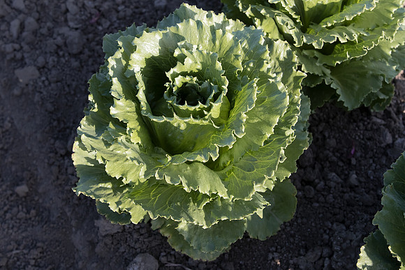 Lettuce_SV1869LG_CA_0204