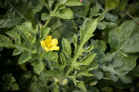 Semenis_7826_8