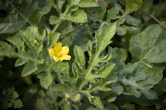 Semenis_7826_8