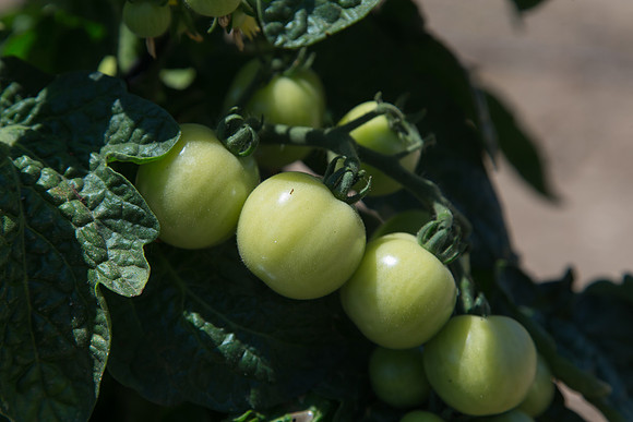 Tomato_HuskyRed_CA_0017