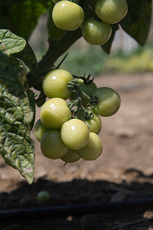 Tomato_HuskyRed_CA_0005