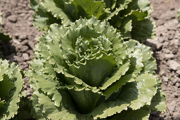 Lettuce_SV1869LG_CA_0226