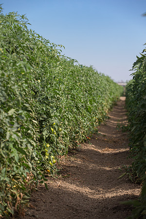 Tomato_FieldDays_Woodland_CA_0008