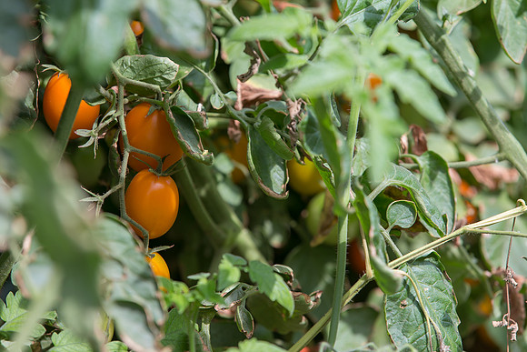 Tomato_FieldDays_Woodland_CA_0020