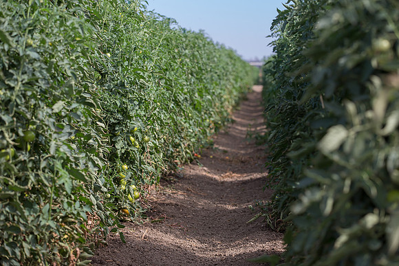 Tomato_FieldDays_Woodland_CA_0018
