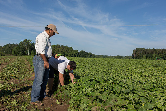 PicklingCucumber_Vlaspik_Harvest_MI_0279