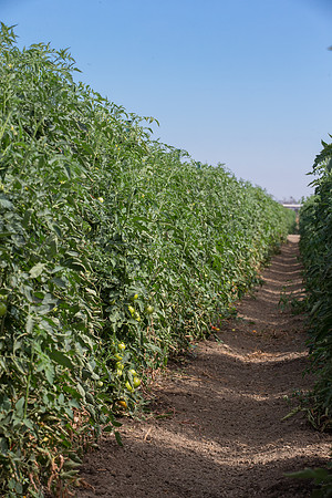 Tomato_FieldDays_Woodland_CA_0013