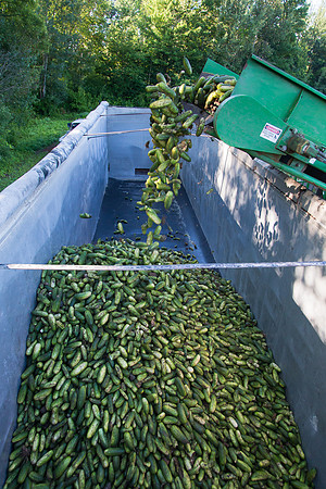 PicklingCucumber_Vlaspik_Harvest_MI_0219