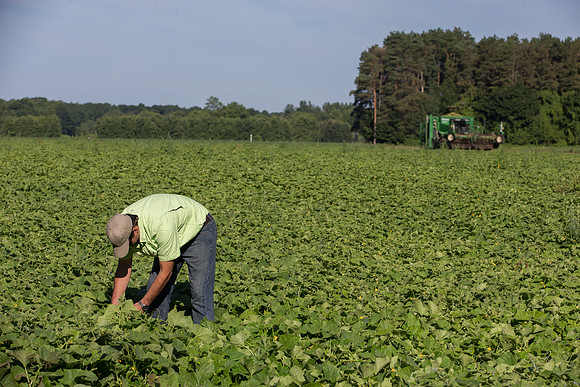 PicklingCucumber_Vlaspik_Harvest_MI_0351