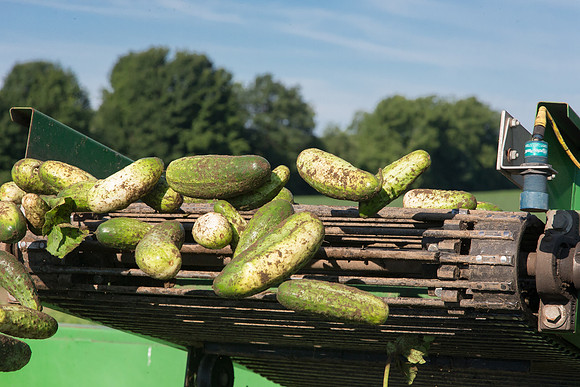 PicklingCucumber_Vlaspik_Harvest_MI_0455