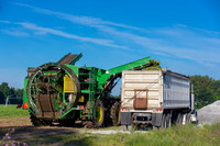 PicklingCucumber_Vlaspik_Harvest_MI_0001