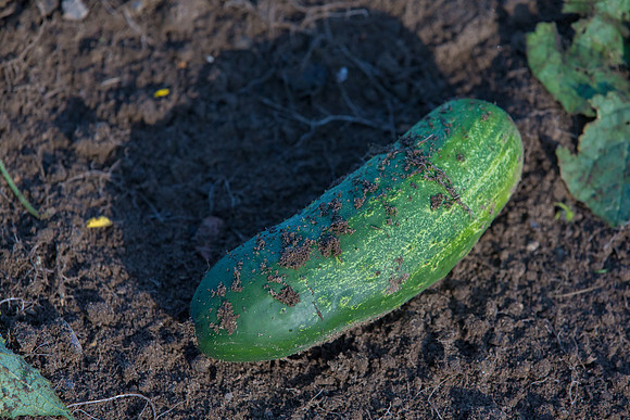 PicklingCucumber_Vlaspik_Harvest_MI_0104