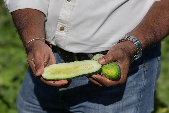 PicklingCucumber_Vlaspik_Harvest_MI_0325