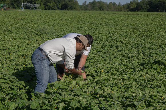 PicklingCucumber_Vlaspik_Harvest_MI_0286