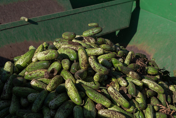 PicklingCucumber_Vlaspik_Harvest_MI_0634