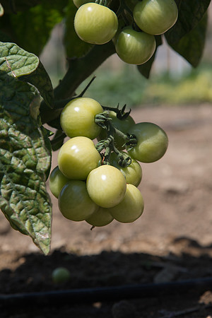 Tomato_HuskyRed_CA_0004
