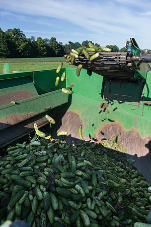 PicklingCucumber_Vlaspik_Harvest_MI_0491