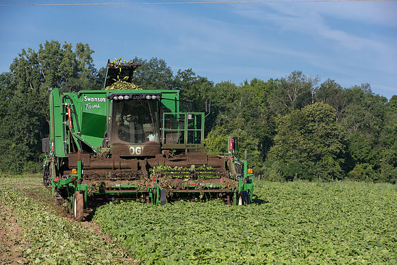 PicklingCucumber_Vlaspik_Harvest_MI_0113
