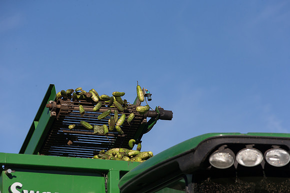 PicklingCucumber_Vlaspik_Harvest_MI_0137