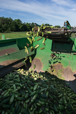 PicklingCucumber_Vlaspik_Harvest_MI_0519