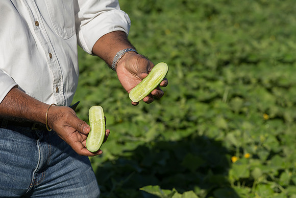 PicklingCucumber_Vlaspik_Harvest_MI_0315