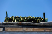 PicklingCucumber_Vlaspik_Harvest_MI_0036