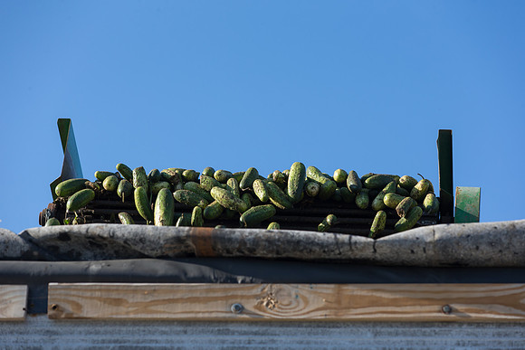 PicklingCucumber_Vlaspik_Harvest_MI_0036
